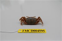 藏品(萬歲大眼蟹)的圖片
